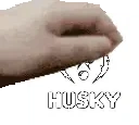 3huskyPet emote for Discord