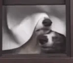 4headdog emote for Discord