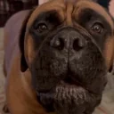 4real emote for Discord