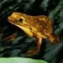 5FrameFrog emote for Discord