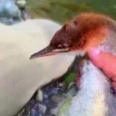 adam emote for Discord