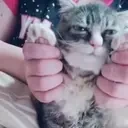 adunDance emote for Discord