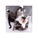 Adiiose emote for Discord