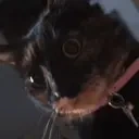 addi emote for Discord