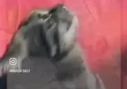 ADHDcat emote for Discord