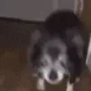 adeoo emote for Discord