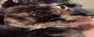 addiPlink emote for Discord