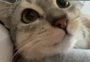 aga3 emote for Discord