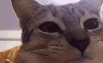 aguuuuh emote for Discord