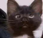 AGHHH emote for Discord