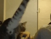 AggroCat emote for Discord