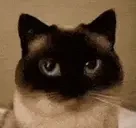 aham emote for Discord