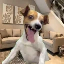 ahaAHAahaAHA emote for Discord