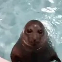 AHHHHGolf emote for Discord