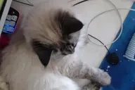 AhriPats emote for Discord