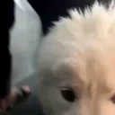 ahaLulu emote for Discord