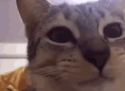 ahameow emote for Discord