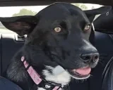 ahaRuby emote for Discord