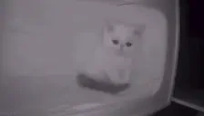 AHAHAH emote for Discord