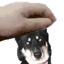 ahri emote for Discord