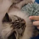 Ahriboop emote for Discord