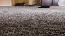 AhsokaPounce emote for Discord