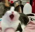 AAA emote for Discord