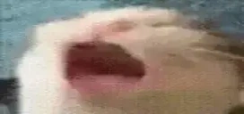 AAAAAAAAAAAA emote for Discord