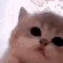 aaaaaaaaa emote for Discord