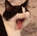 AAAA emote for Discord