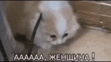 aaaaaaaaaaawomen emote for Discord