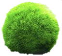 MossBall emote for Discord