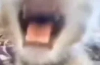 Abebebe emote for Discord