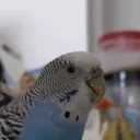 aaaa emote for Discord