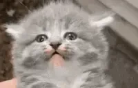 AAAAAA emote for Discord