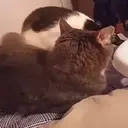 AAAA emote for Discord