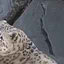 AAAaAaaaaA emote for Discord