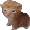 aBerta emote for Discord