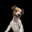 aaahaAHAahaAHA emote for Discord
