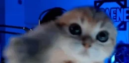 aaaaaaaaaaa emote for Discord