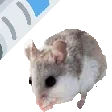 abmBonk emote for Discord