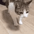 CatSlowFall emote for Discord