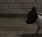 Abaka emote for Discord