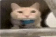 abaduba emote for Discord