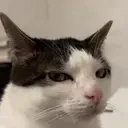 abitsusPlink emote for Discord