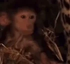 Acceptance emote for Discord