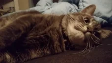 achoo emote for Discord