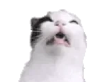 achoo emote for Discord