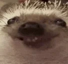 ache emote for Discord