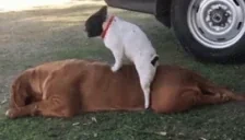 ActingUpForReal emote for Discord